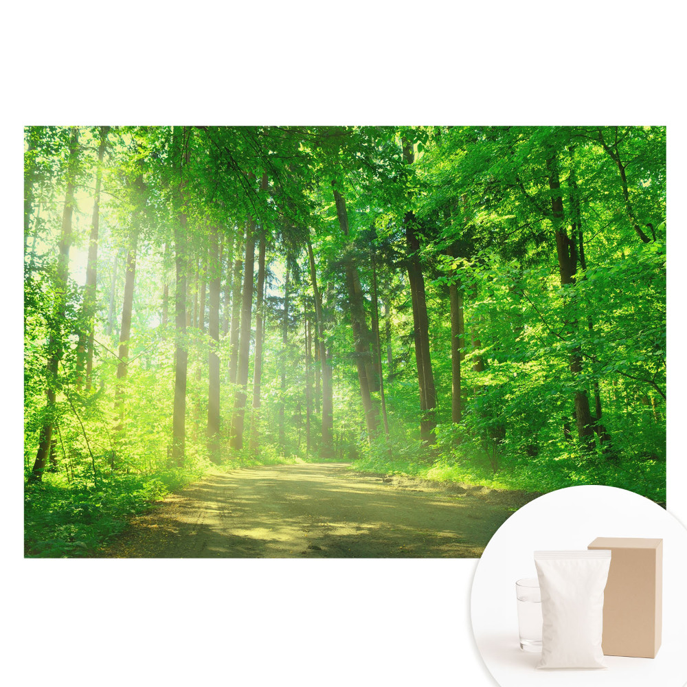 Papier peint photo intissé Forêt verte, soleil et paix