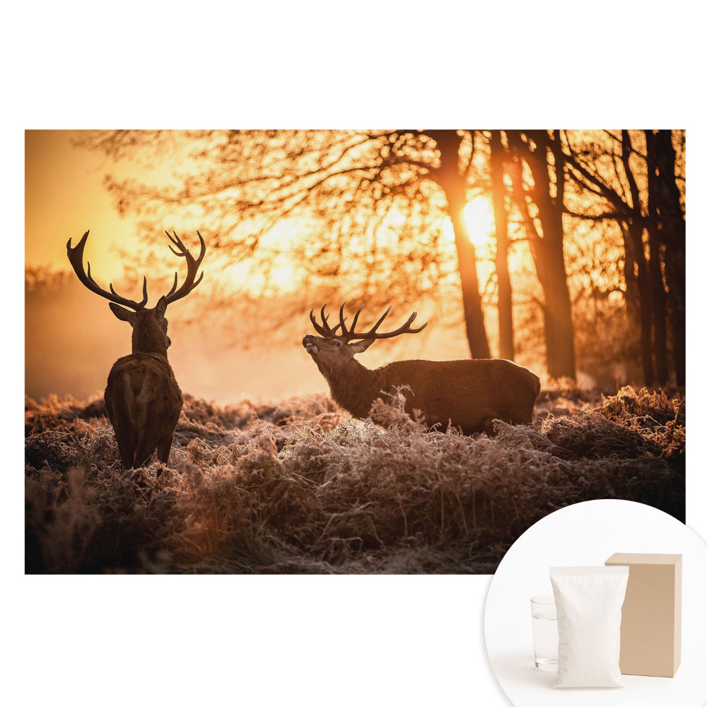 motif de cerfs sous la lumière du lever du soleil