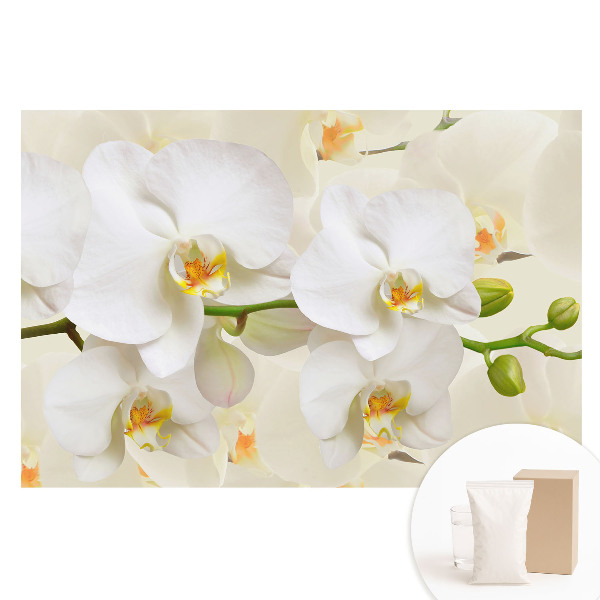 Papier peint intissé orchidées blanches, fraîcheur moderne