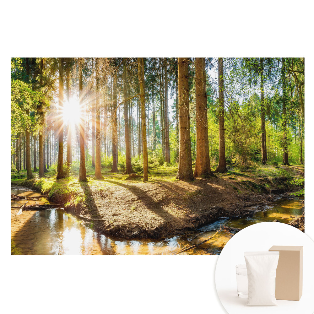 Papier peint photo sur intissé motif forêt au soleil
