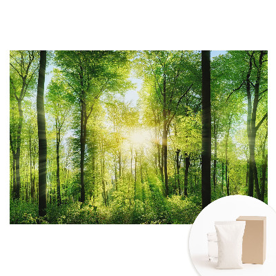 Papier peint intissé Forêt verte sous les rayons du soleil