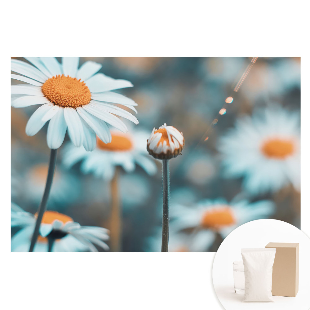 Papier peint intissé Les fleurs de camomille