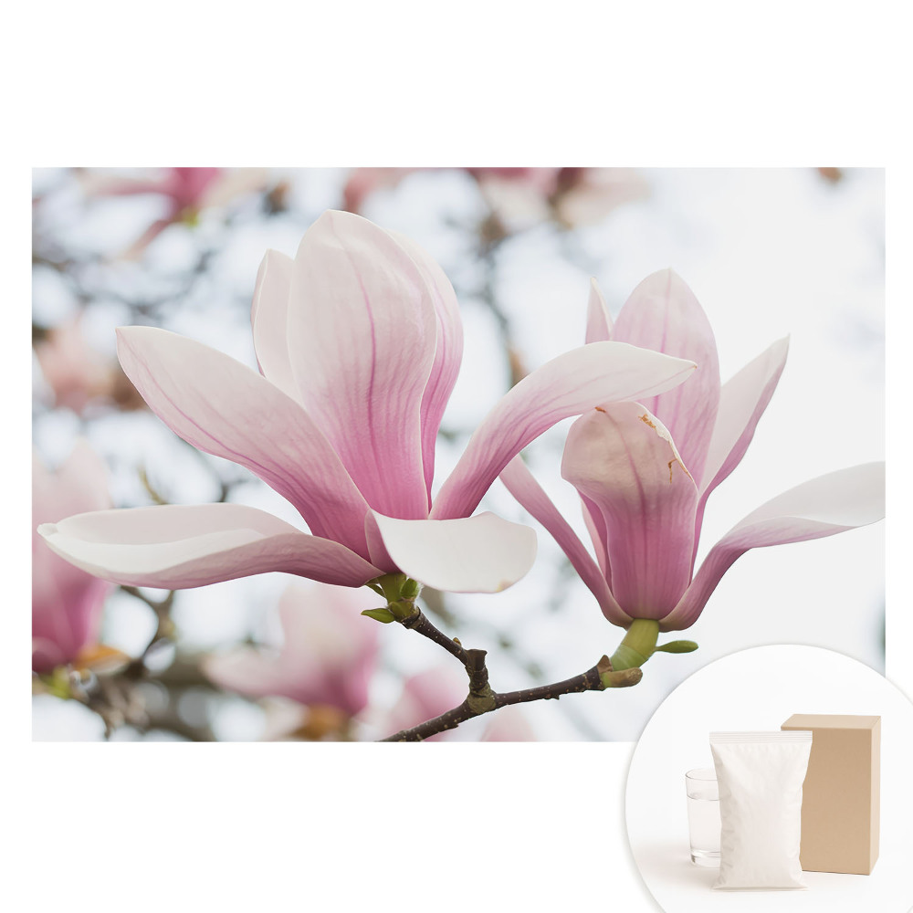 Papier peint intissé Les magnolias roses, motif nature romantique
