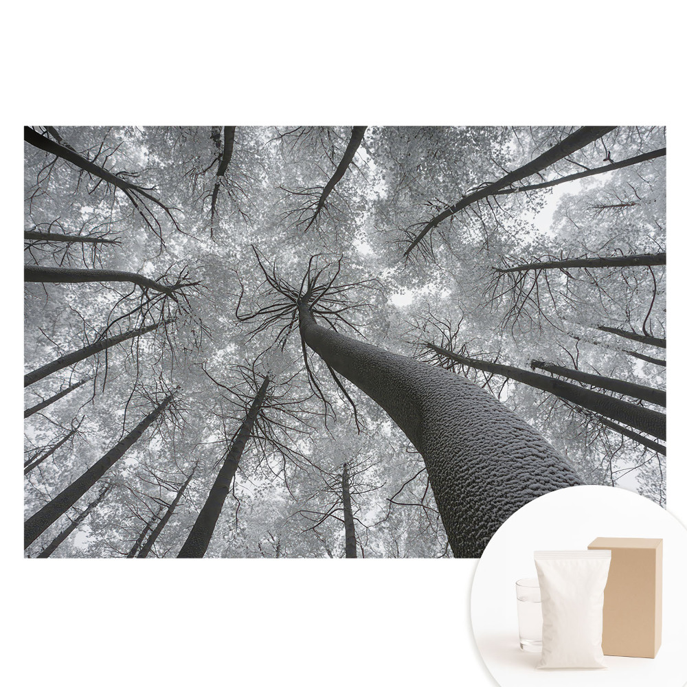 Papier peint photo intissé Forêt d'hiver vue en contre-plongée