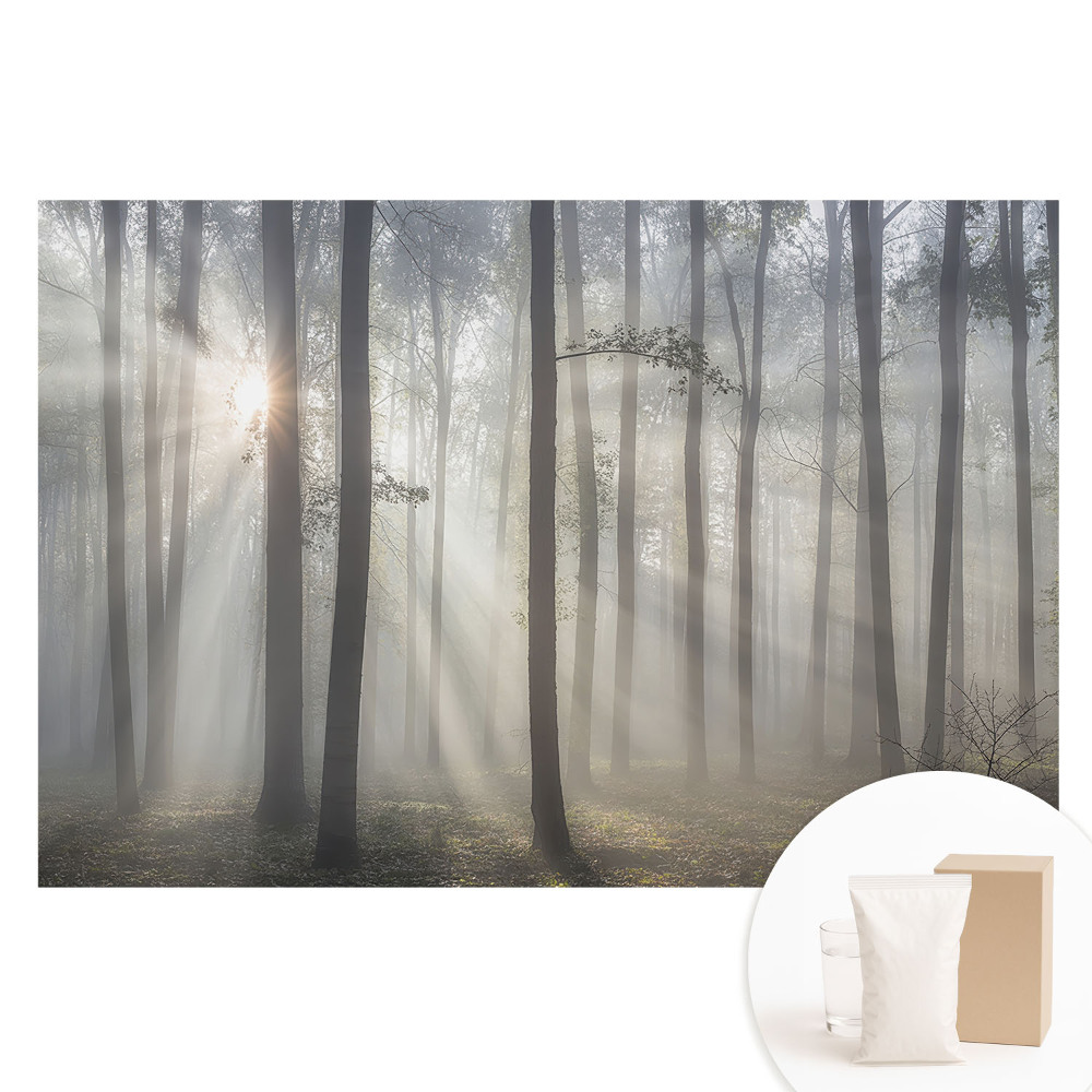 Papier peint photo grand format pour le mur La paix du matin parmi les arbres
