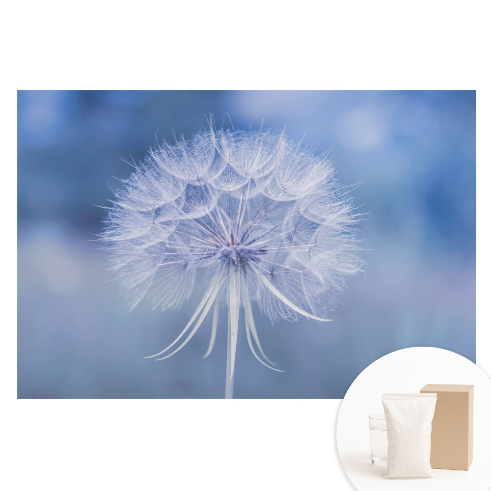 Papier peint photo grand format pour le mur Pissenlit aux tons bleus