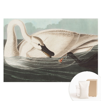 Papier peint photo sur intissé Un cygne sur l'eau