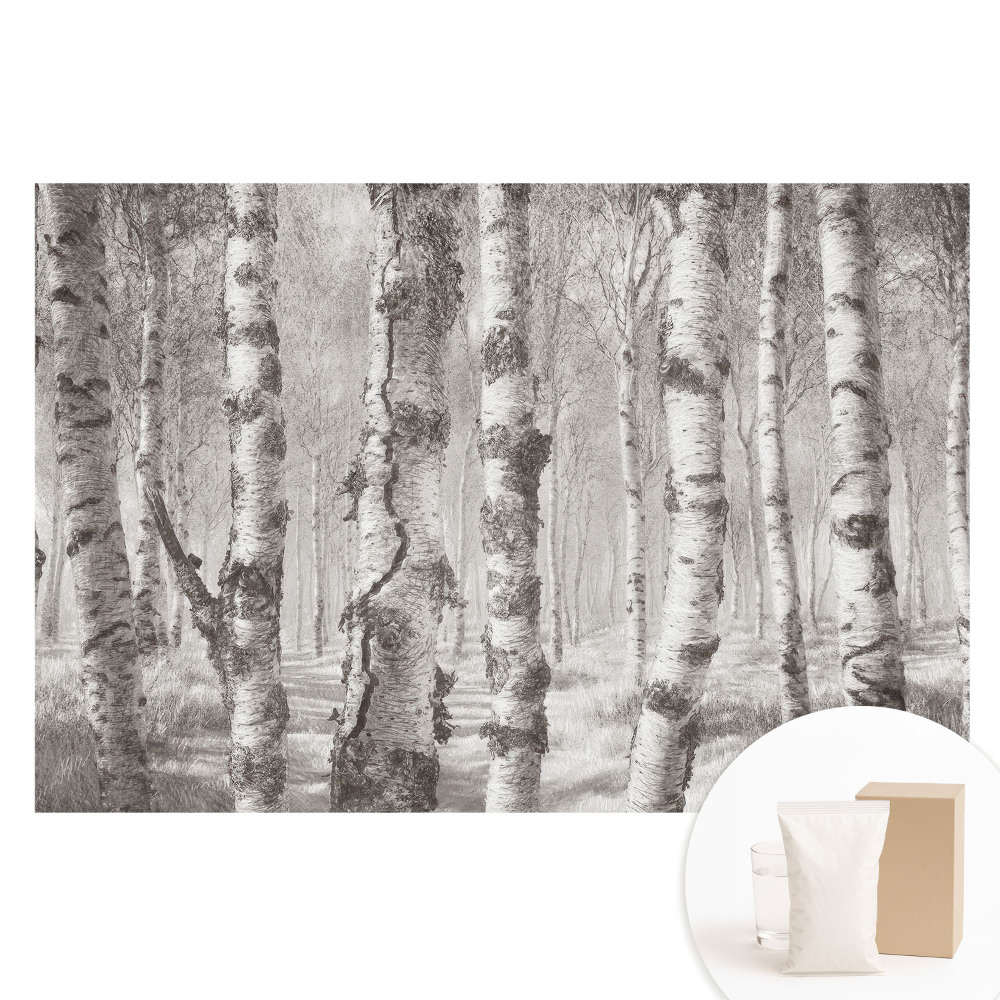 Papier peint photographique intissé Des bouleaux dans une forêt classique