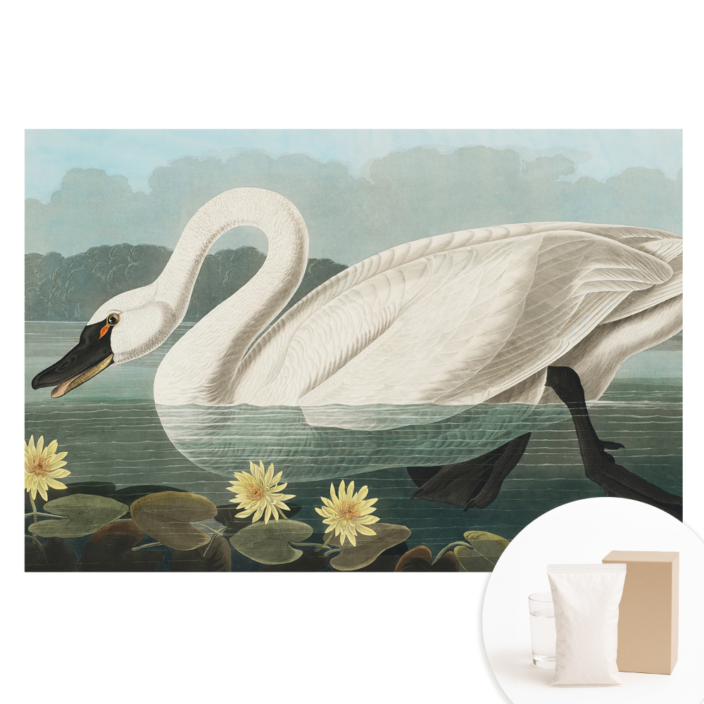 Papier peint intissé Cygne élégant et nénuphars