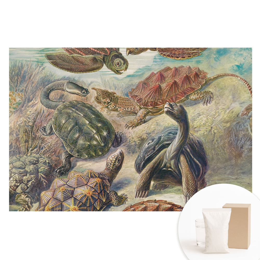 Papier peint photo grand format représentant des tortues dans un décor aquatique