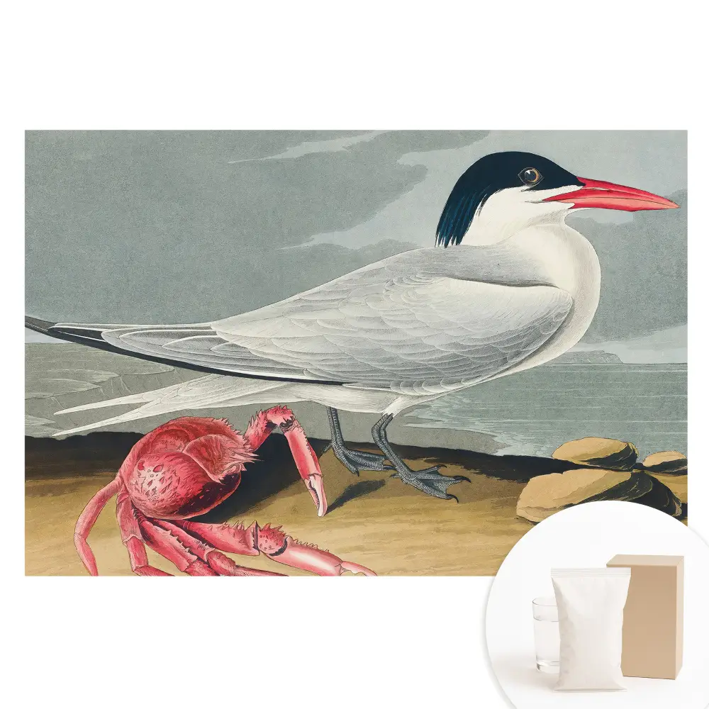Papier peint panoramique sur intissé L'oiseau et le crabe
