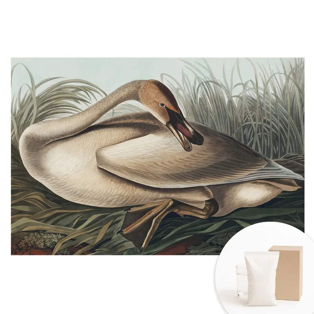 Papier peint photo intissé avec un cygne classique et des plantes en arrière-plan