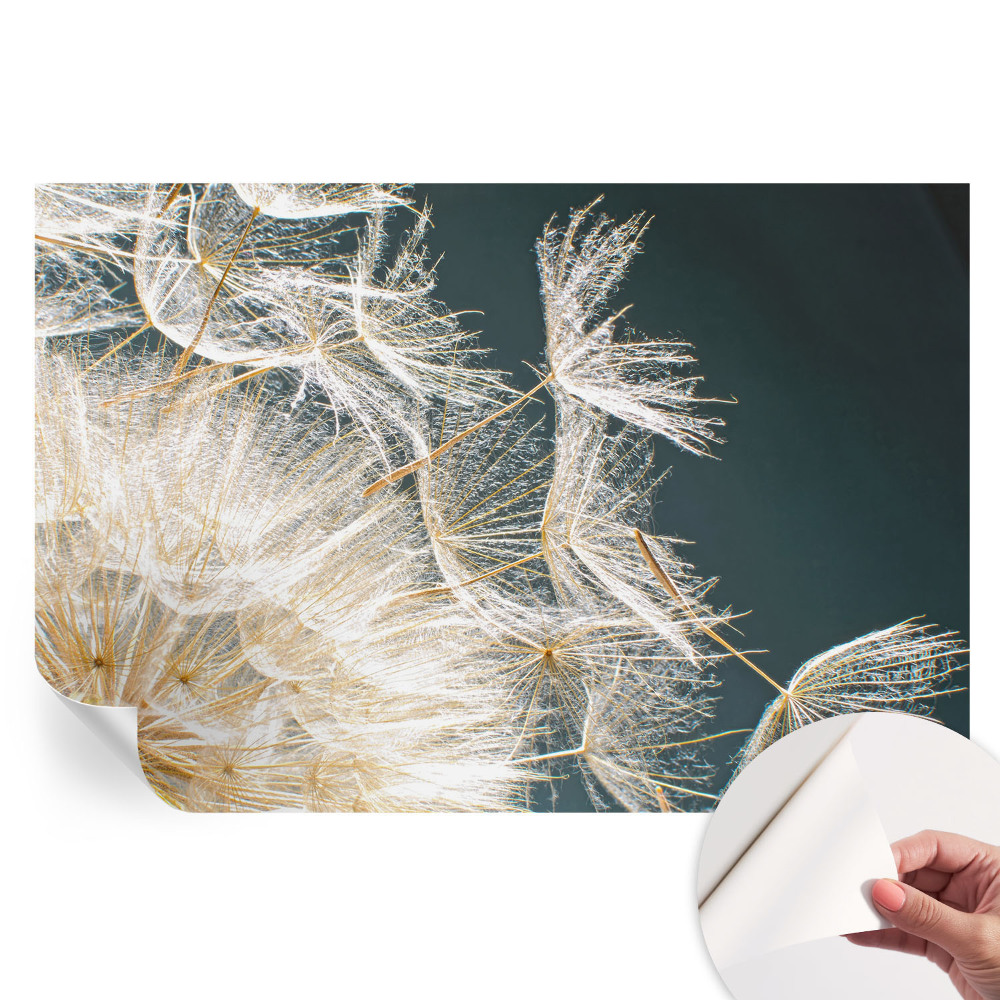 Papier peint photographique autocollant avec motif de pissenlit