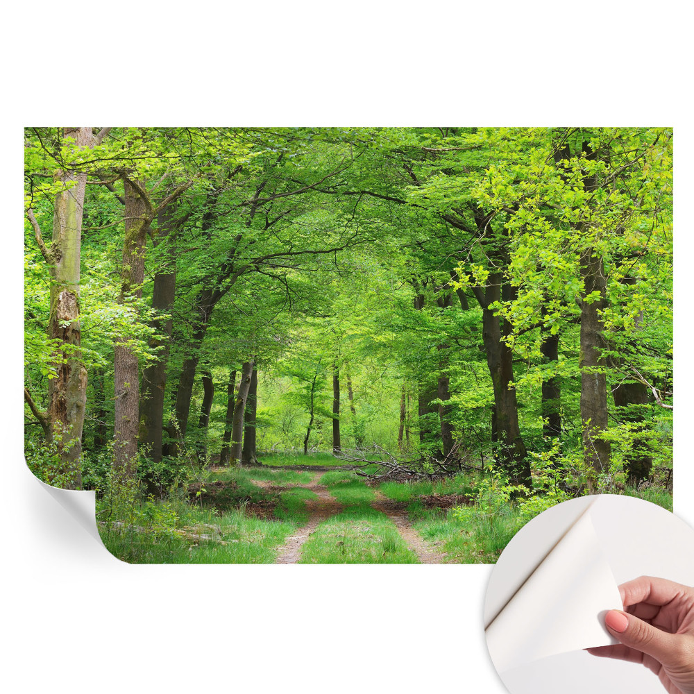 Papier peint autocollant Chemin forestier pour salon