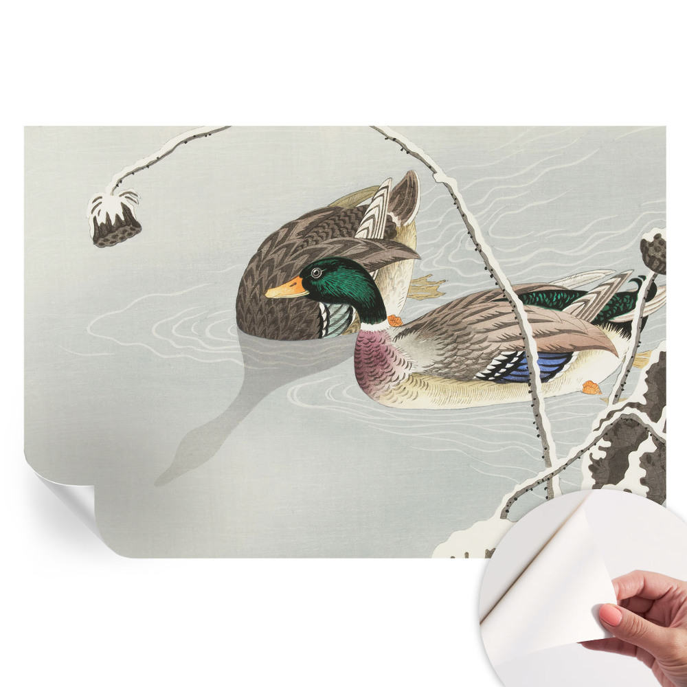 Papier peint photo moderne Canards calmes pour salon