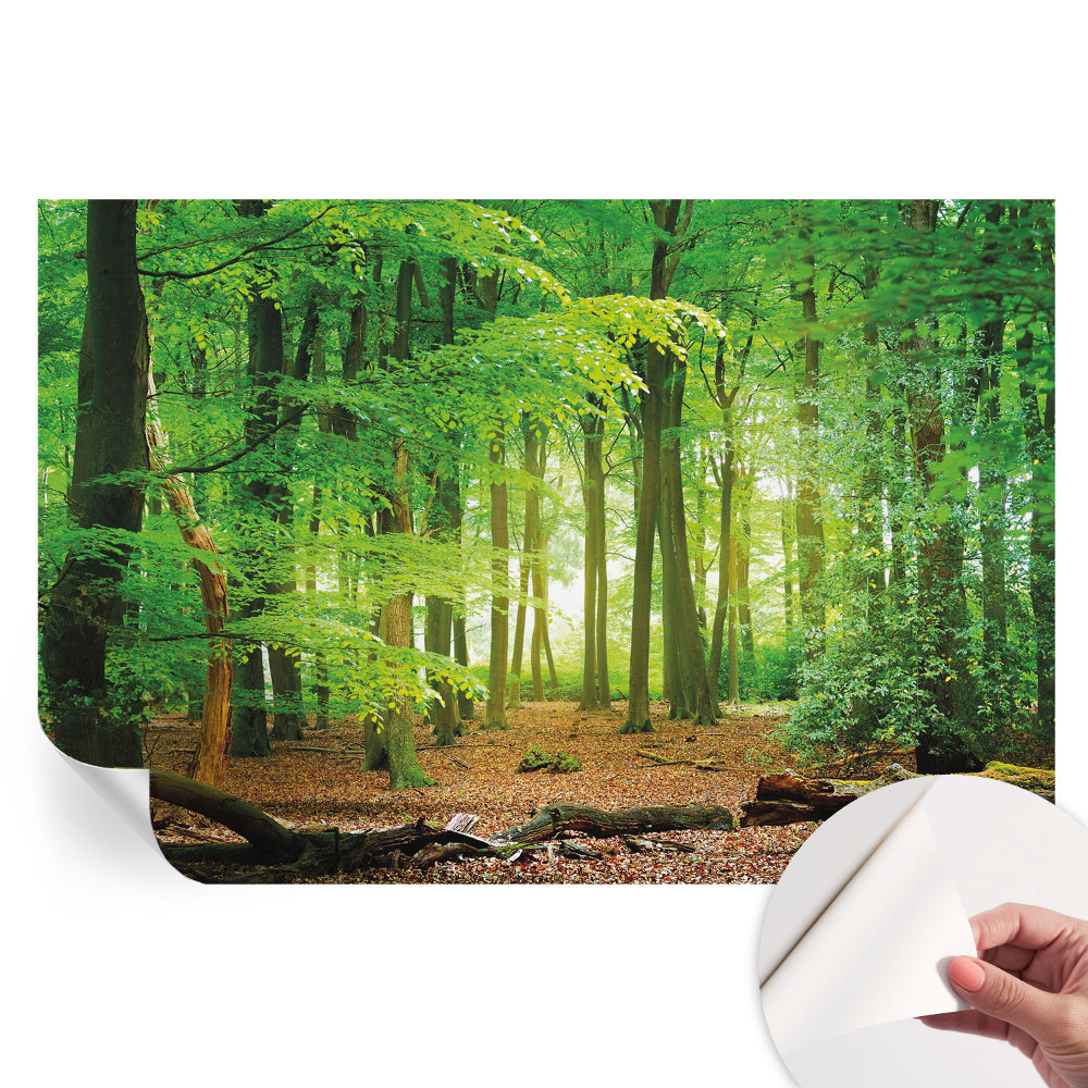 Papier peint photo autocollant forêt verte pour chambre