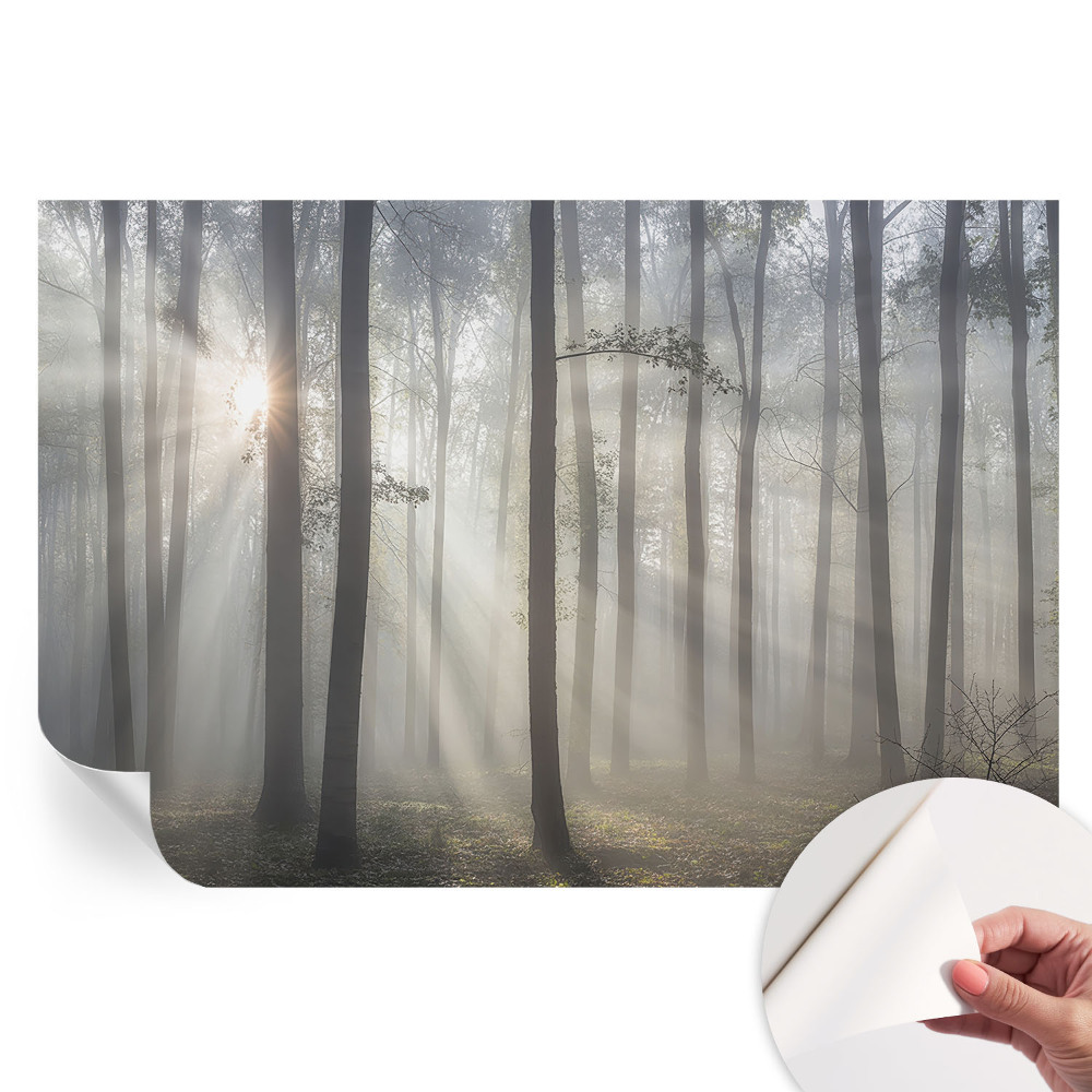 Papier peint autocollant Forêt éthérée pour salon