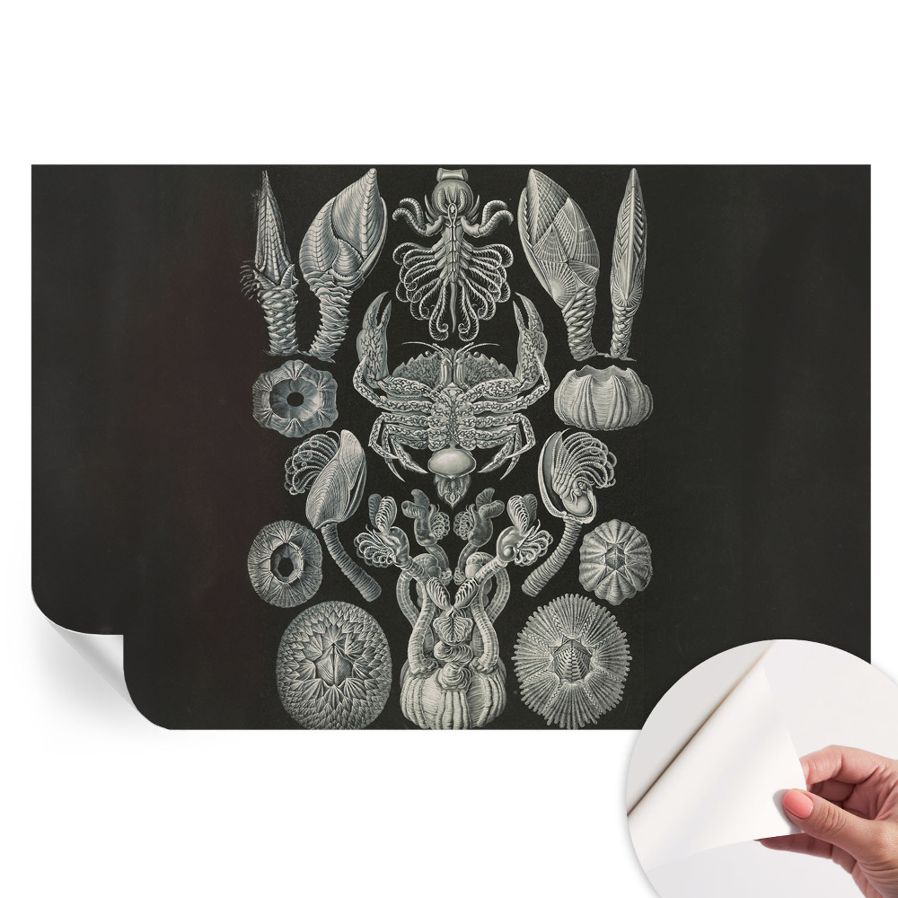 Fresque murale autocollante formes sous-marines