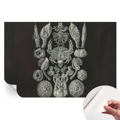 Fresque murale autocollante formes sous-marines