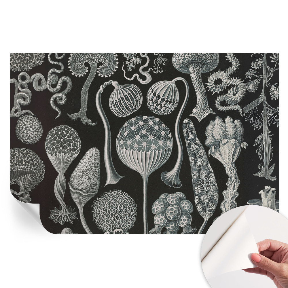 Papier peint photographique autocollant Plantes magiques