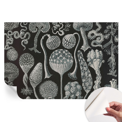 Papier peint photographique autocollant Plantes magiques