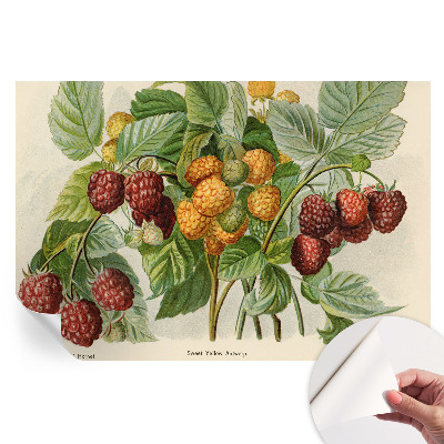 Papier peint photographique autocollant framboises classiques