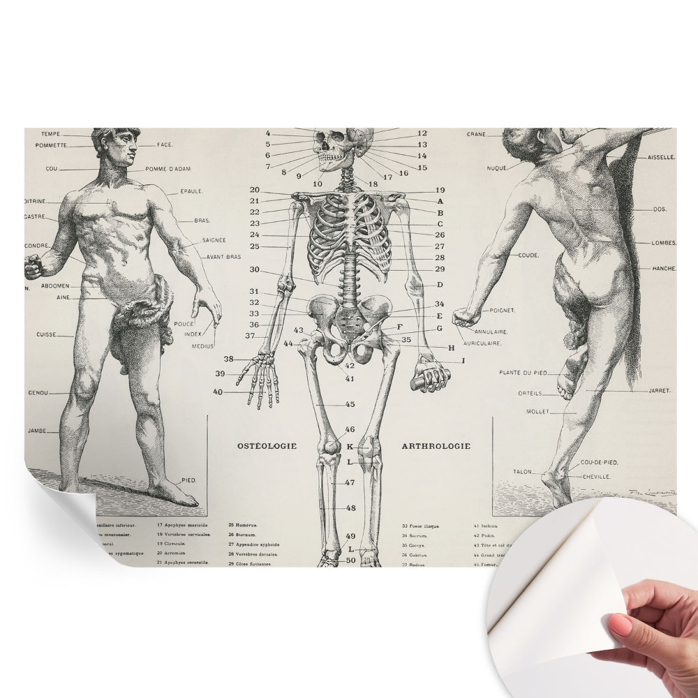 Papier peint photo autocollant Anatomie classique pour chambre