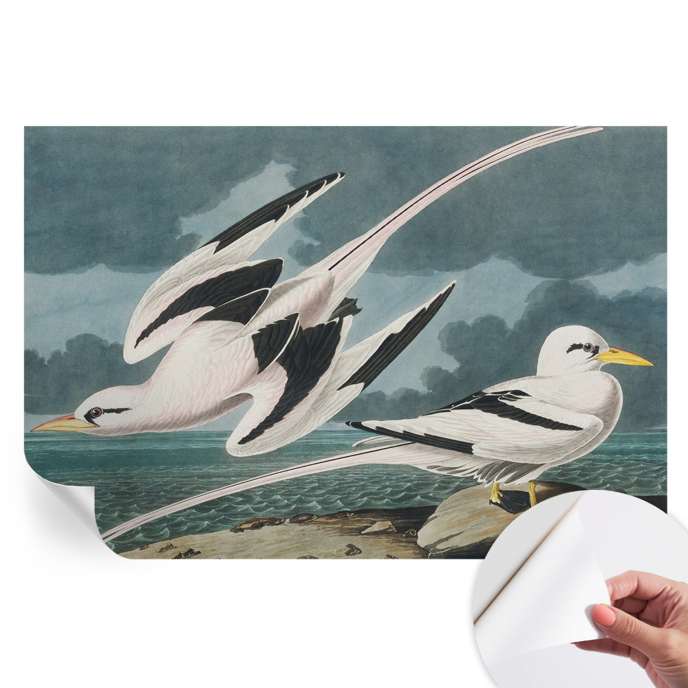 Papier peint photo autocollant pour la chambre Oiseaux au bord de la mer