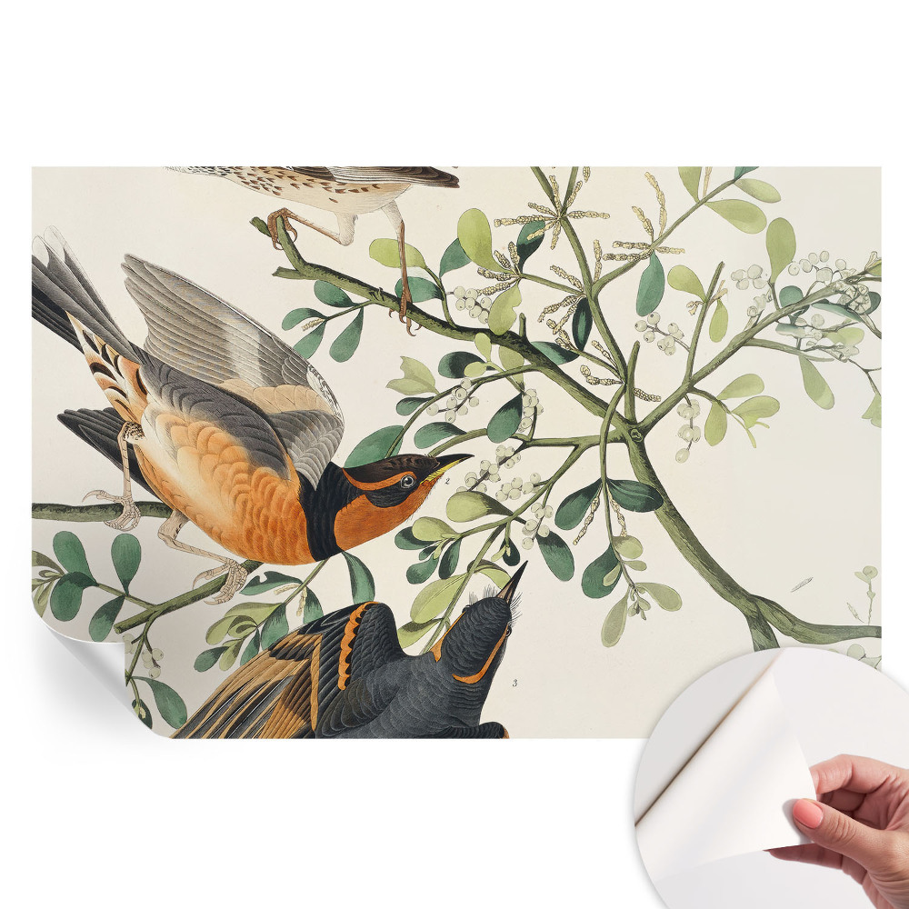 Papier peint photographique autocollant oiseaux colorés