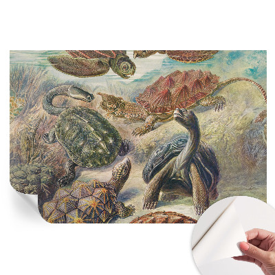 Papier peint photo moderne pour le salon faune des tortues