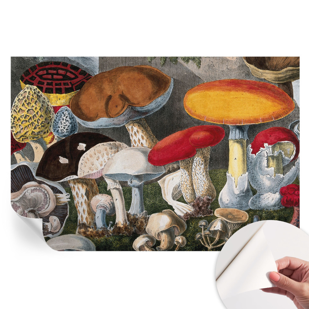 Papier peint photo moderne pour le salon champignons botaniques