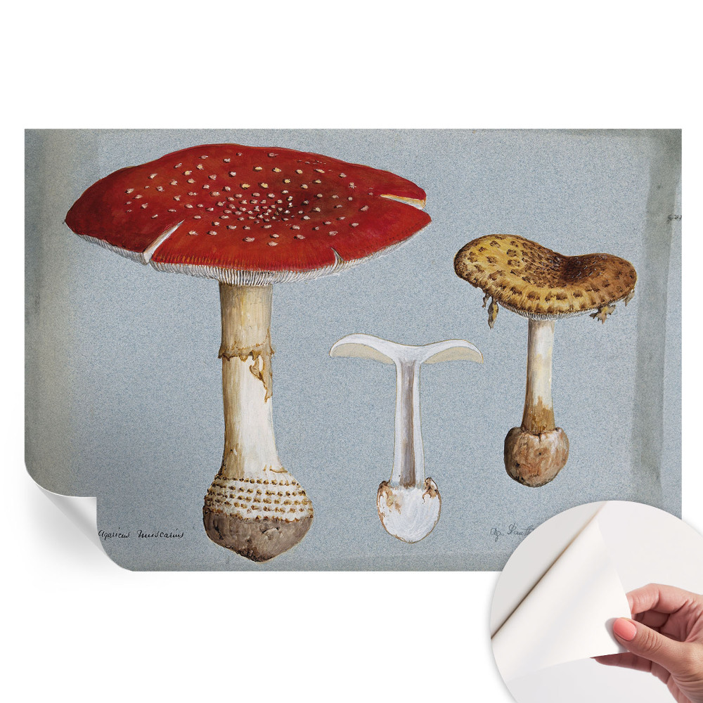 Papier peint photographique autocollant Gravures de champignons
