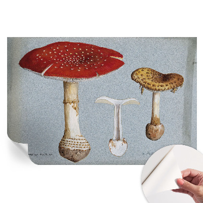 Papier peint photographique autocollant Gravures de champignons