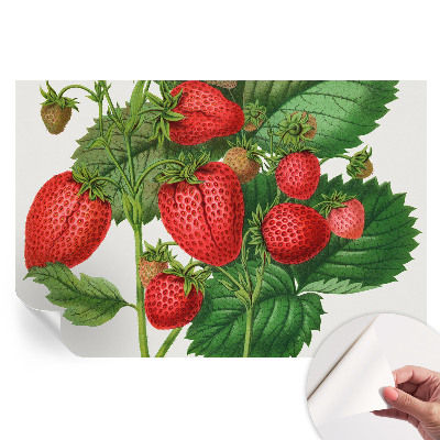 Papier peint photo autocollant Fruits d'été pour la chambre