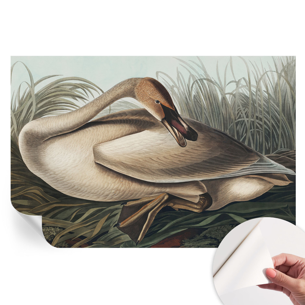 Papier peint photo autocollant pour la chambre Oiseau naturel