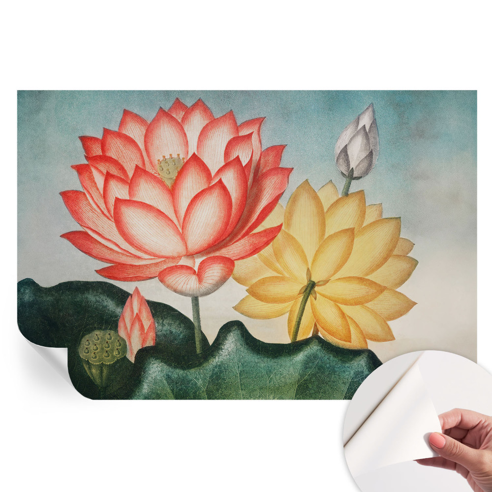 Papier peint photographique autocollant fleurs de lotus
