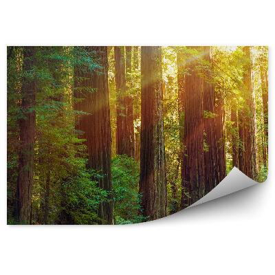 Papier peint Chemin à travers une forêt verte Grands arbres lueur de lumière