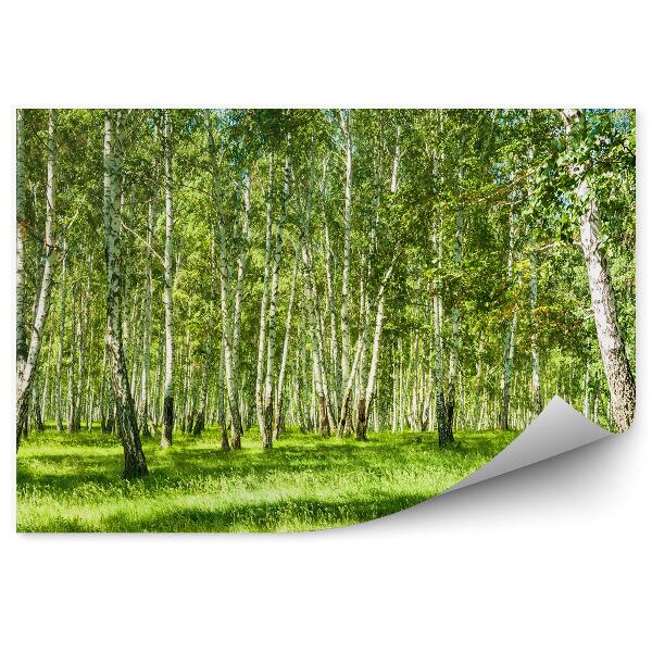 Papier peint Bois de bouleaux par une journée ensoleillée