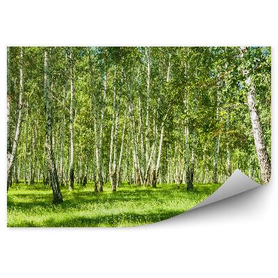 Papier peint Bois de bouleaux par une journée ensoleillée