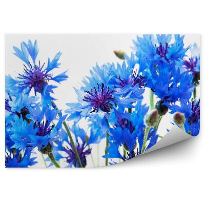 Papier peint Bleuets sur fond blanc