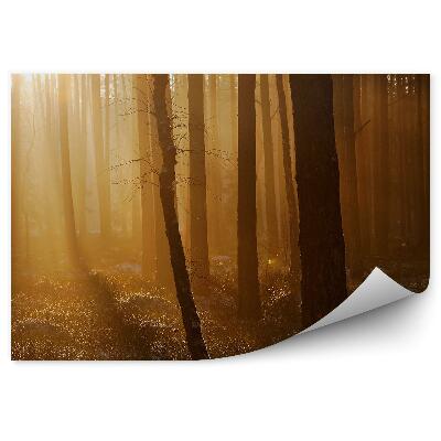 Papier peint Forêt D'hiver Brouillard Sépia