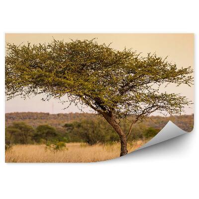 Papier peint Acacia Herbe Tigre Coucher De Soleil