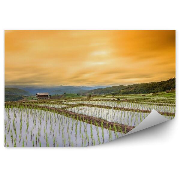 Papier peint Rizière Village Chaing Bâtiments Coucher de soleil Arbres