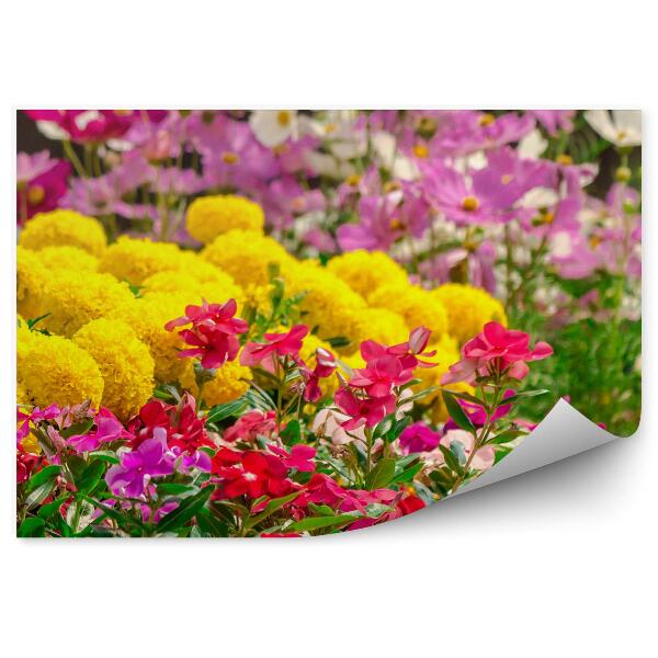 Papier peint Jardin de fleurs Parterres de fleurs multicolores