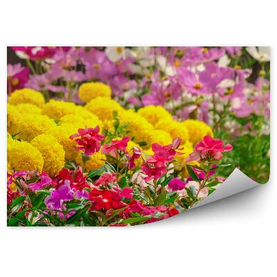 Papier peint Jardin de fleurs Parterres de fleurs multicolores