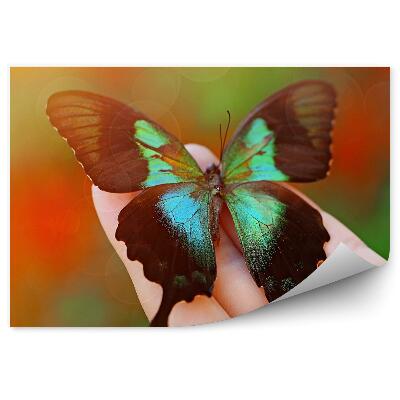 Papier peint Papillon Femelle Coloré À La Main, Noir Et Vert