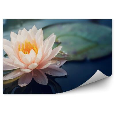 Papier peint Fleur de lotus orange blanche feuille eau