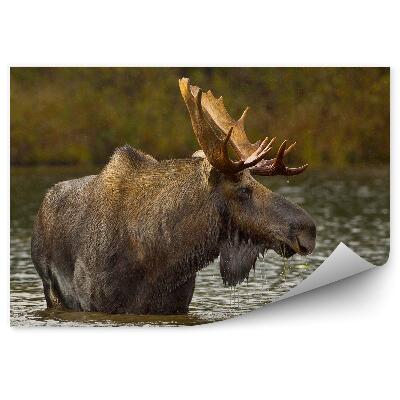 Papier peint Orignal Dans Un Lac