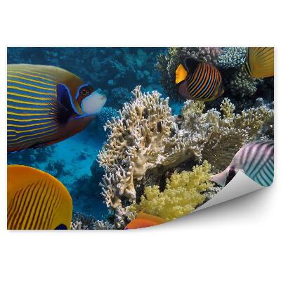 Papier peint Barrière de Corail Paysage sous-marin Poisson