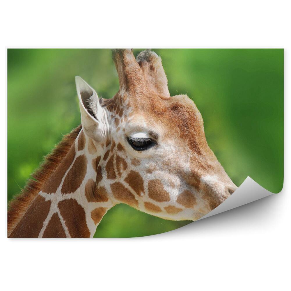 Papier peint Portrait de girafe africaine fond vert